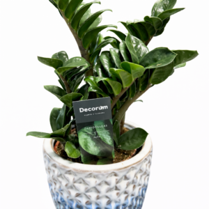 Zamioculcas  Zenzi